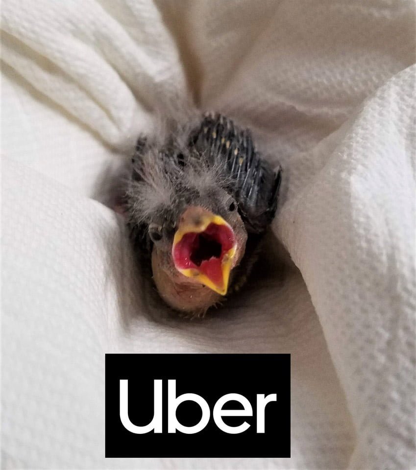Pájaro rescatado