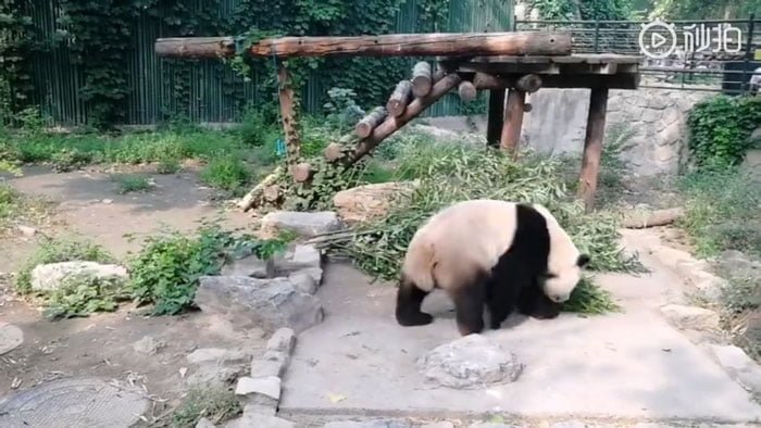 Panda gigante en su recinto Panda gigante en su recinto