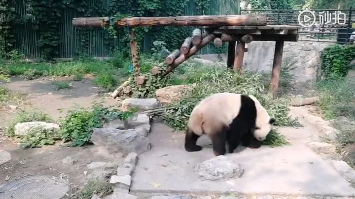 Panda gigante en su recinto Panda gigante en su recinto