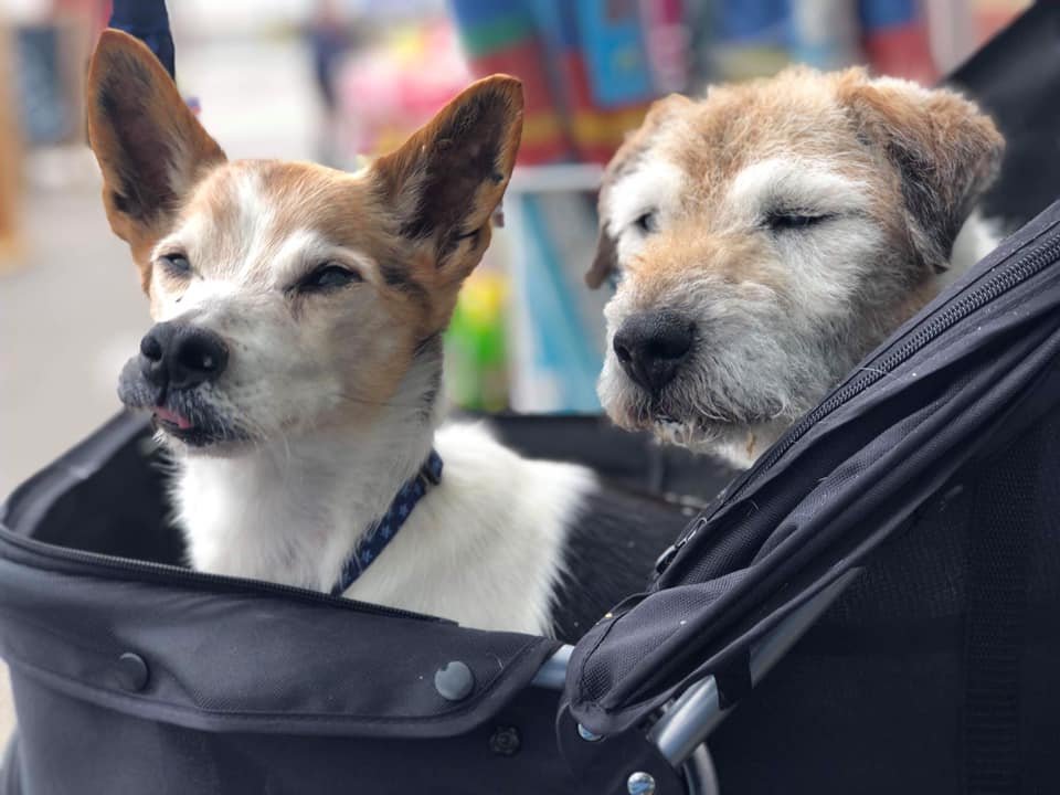 Par de perritos en edad adulta