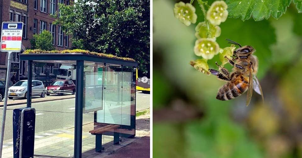 Paradas de autobús son transformadas en refugios para abejas