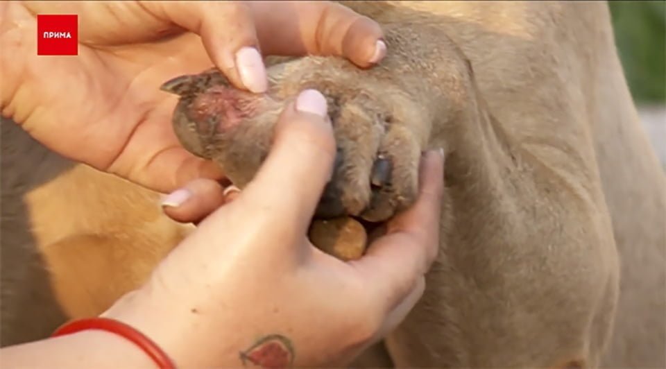Perrita caminó más de 200 km con "lágrimas en los ojos" para buscar a quien la abandonó 21 Pata herida de Maru