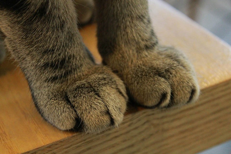 Patas de gatito
