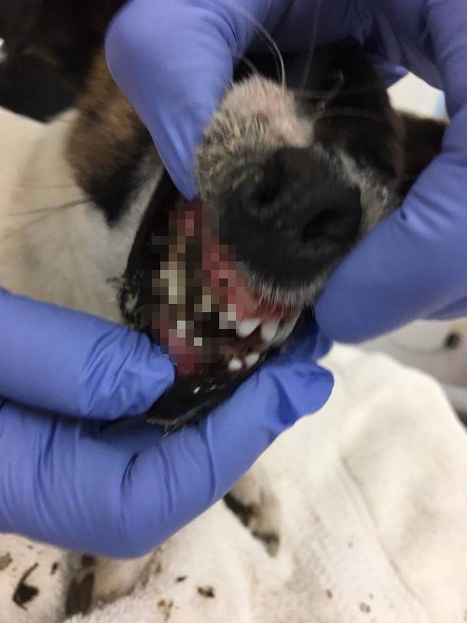 Perrita es encontrada a un lado del camino con su boca y ojos sellados con pegamento 7 Perrita con boca sellada con pegamento