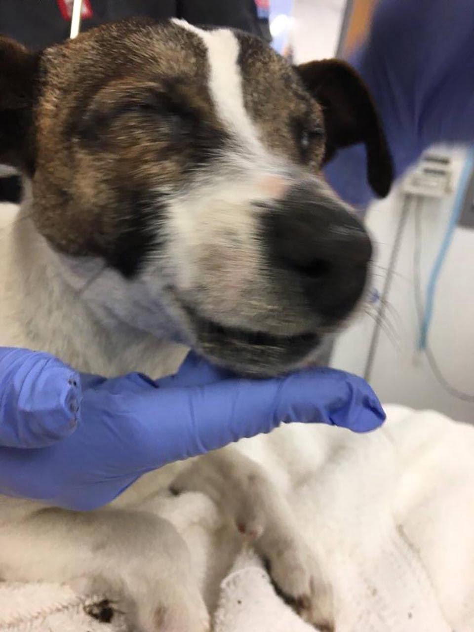 Perrita es encontrada a un lado del camino con su boca y ojos sellados con pegamento 6 Perrita con los ojos cerrados y sellados con pegamento