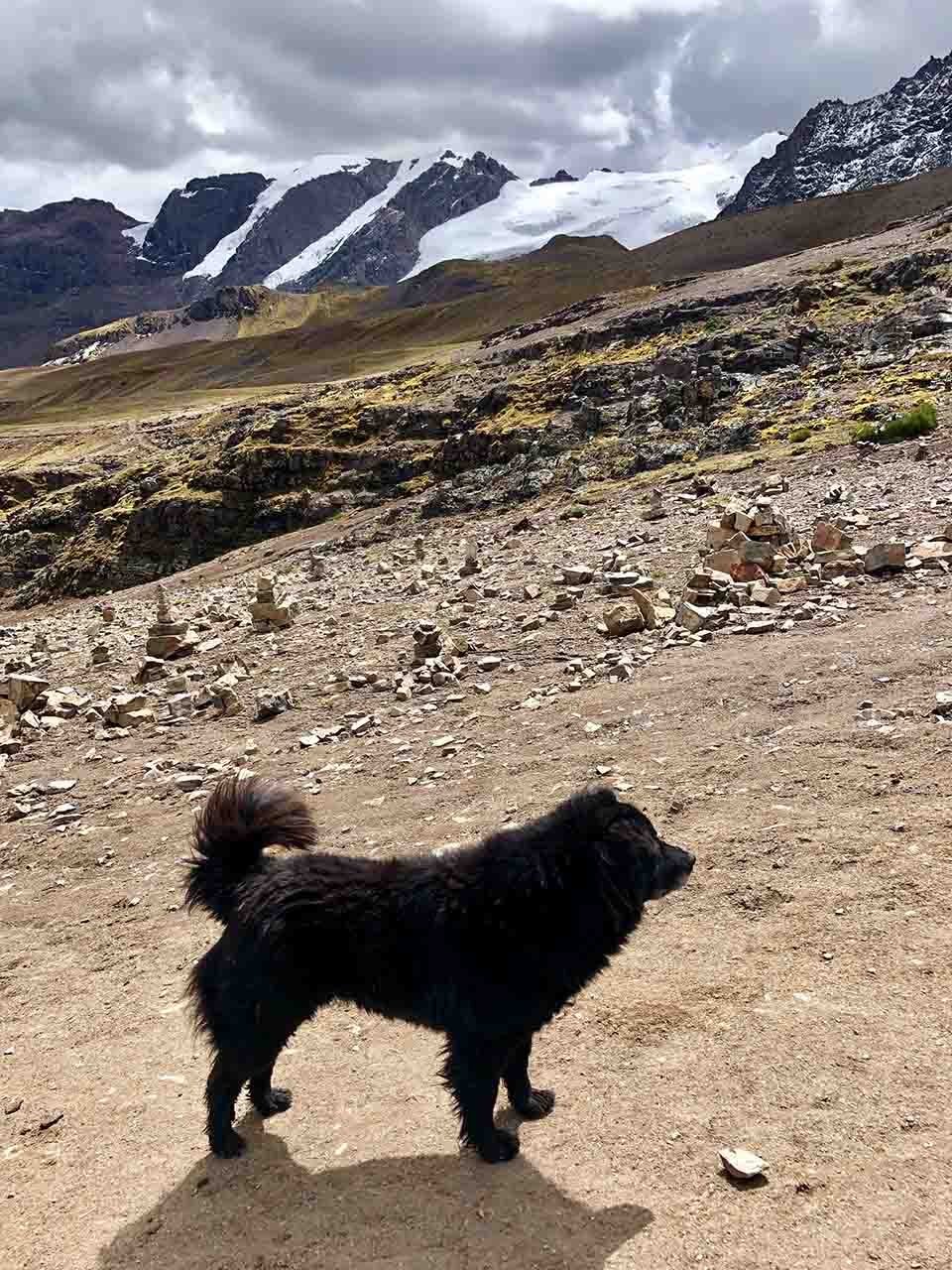 Perrito guía a los visitantes de la famosa Montaña de los Siete Colores a cambio de cariño 11 Perrito