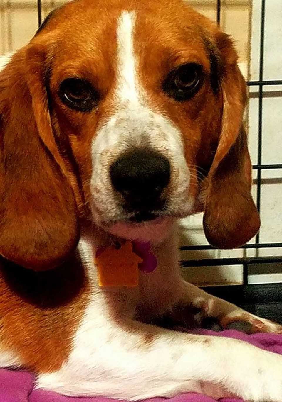 Perrito Beagle rescatado