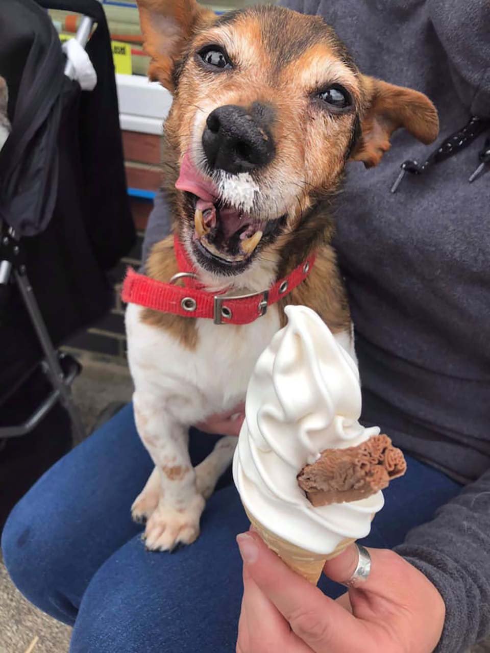 Perrito come helado