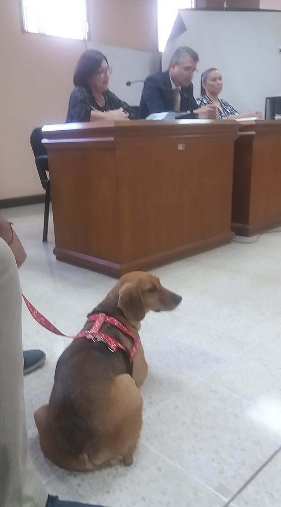 Perrito en juicio