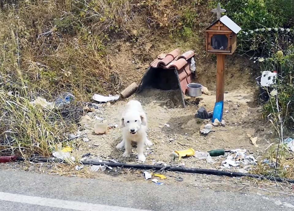 Perrito espera a su dueño