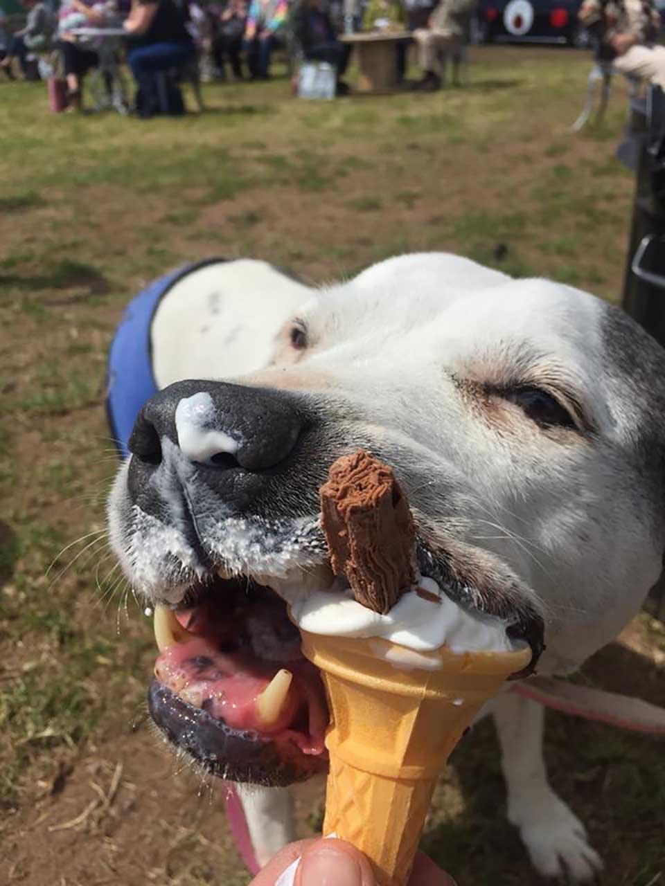 Perrito muerde un helado