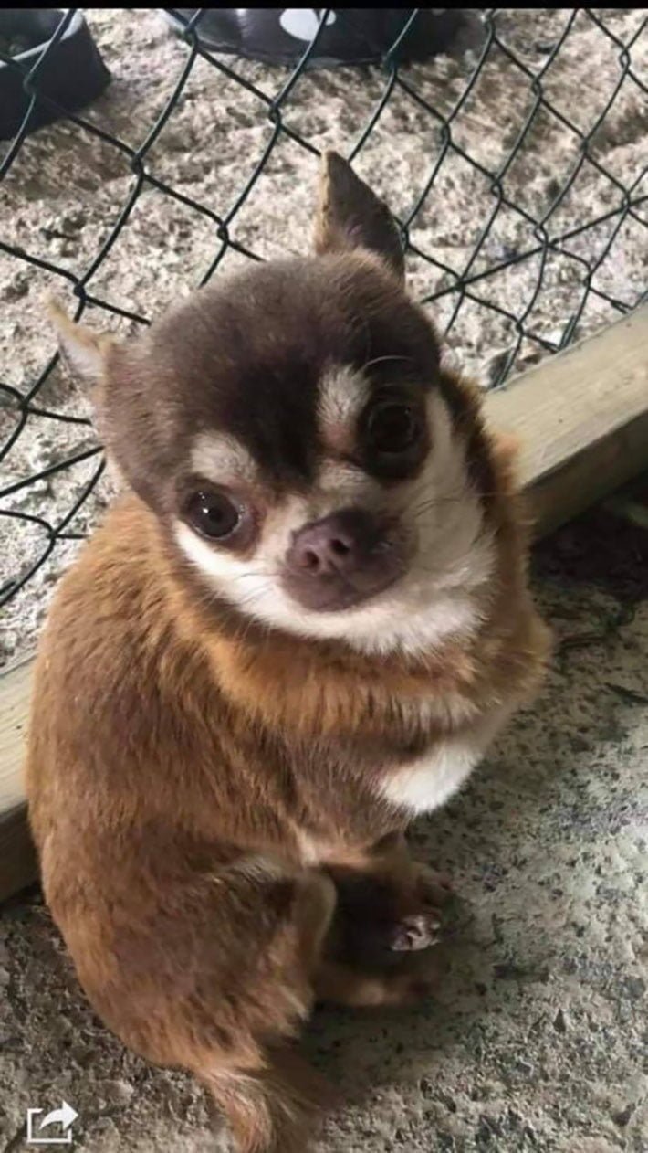 Perrito perdido Perrito perdido
