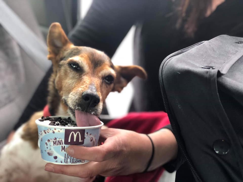 Perrito se alimenta