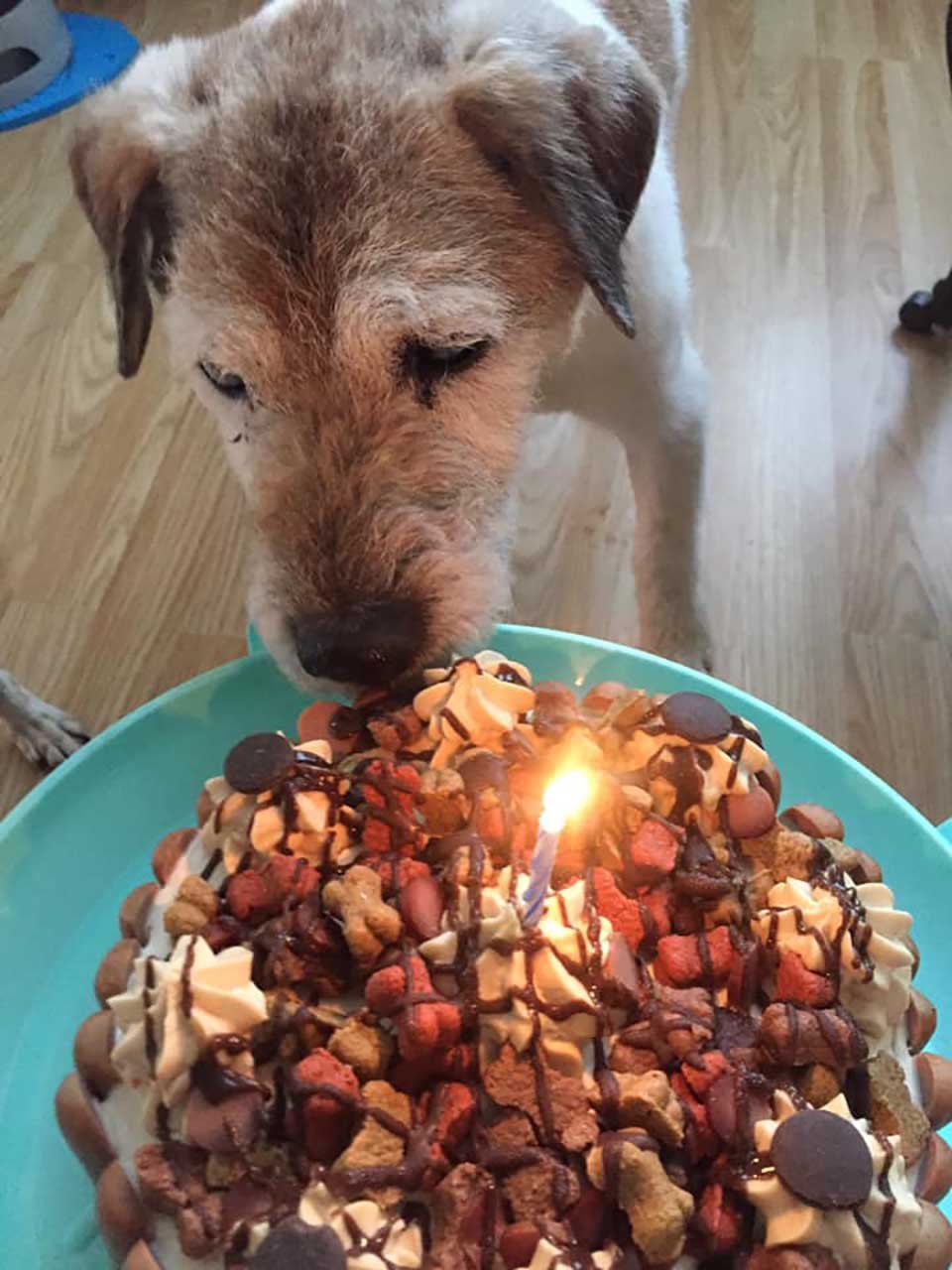 Perrito y pastel de cumpleaños
