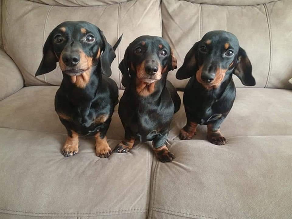 Perritos salchicha