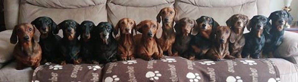 Perritos