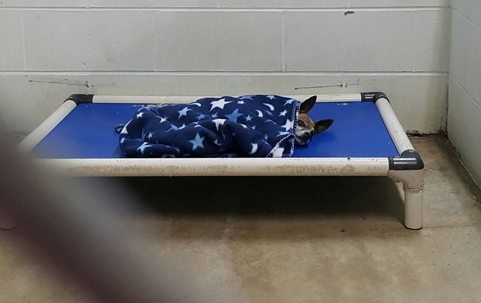 Perro viejo abandonado después de la muerte de su dueño se arropa a sí mismo en el refugio 7 Perro abandonado