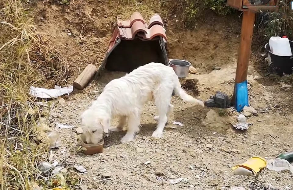 Perro comiendo