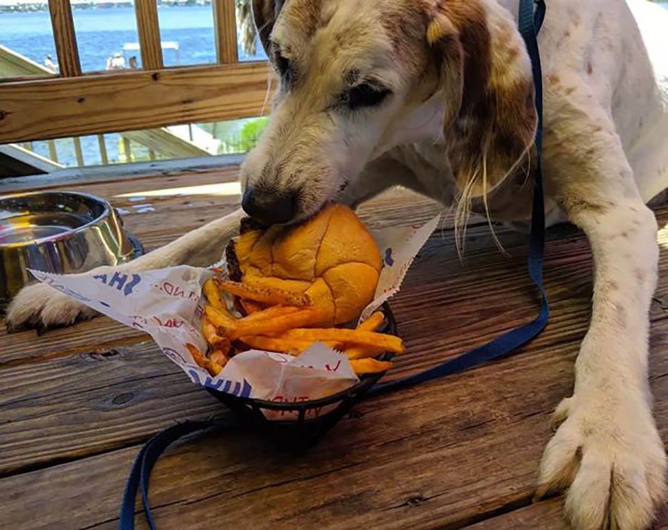 Familia le brinda a su perro con una enfermedad terminal el mejor fin de semana 10 Perro y comida