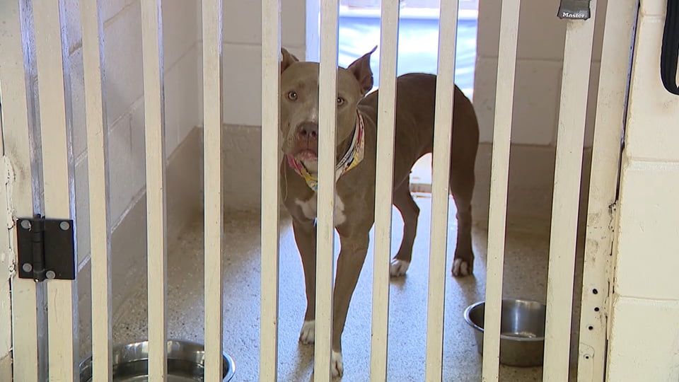 Perros del refugio son reconfortados por reclusos