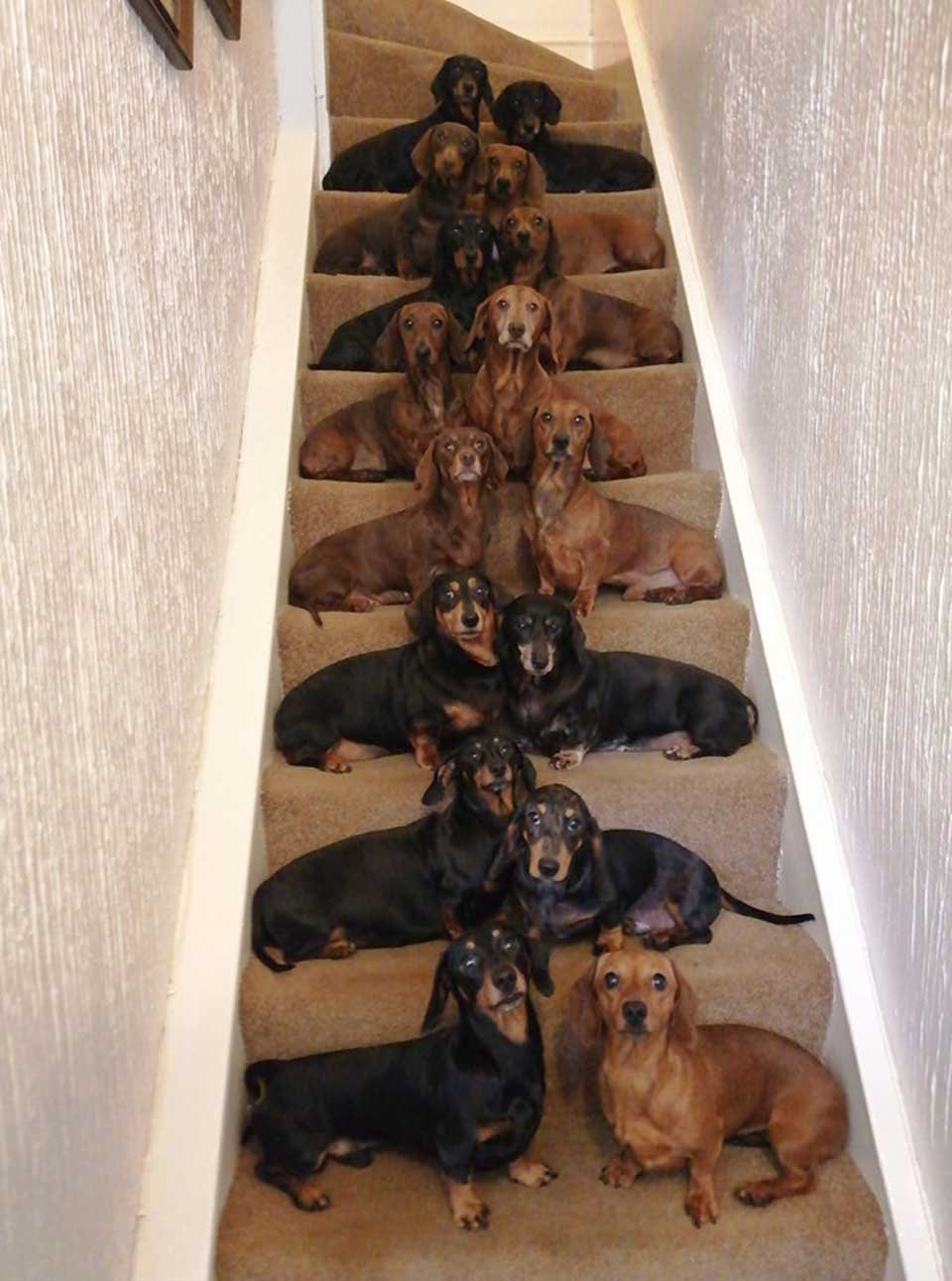 Perros salchicha