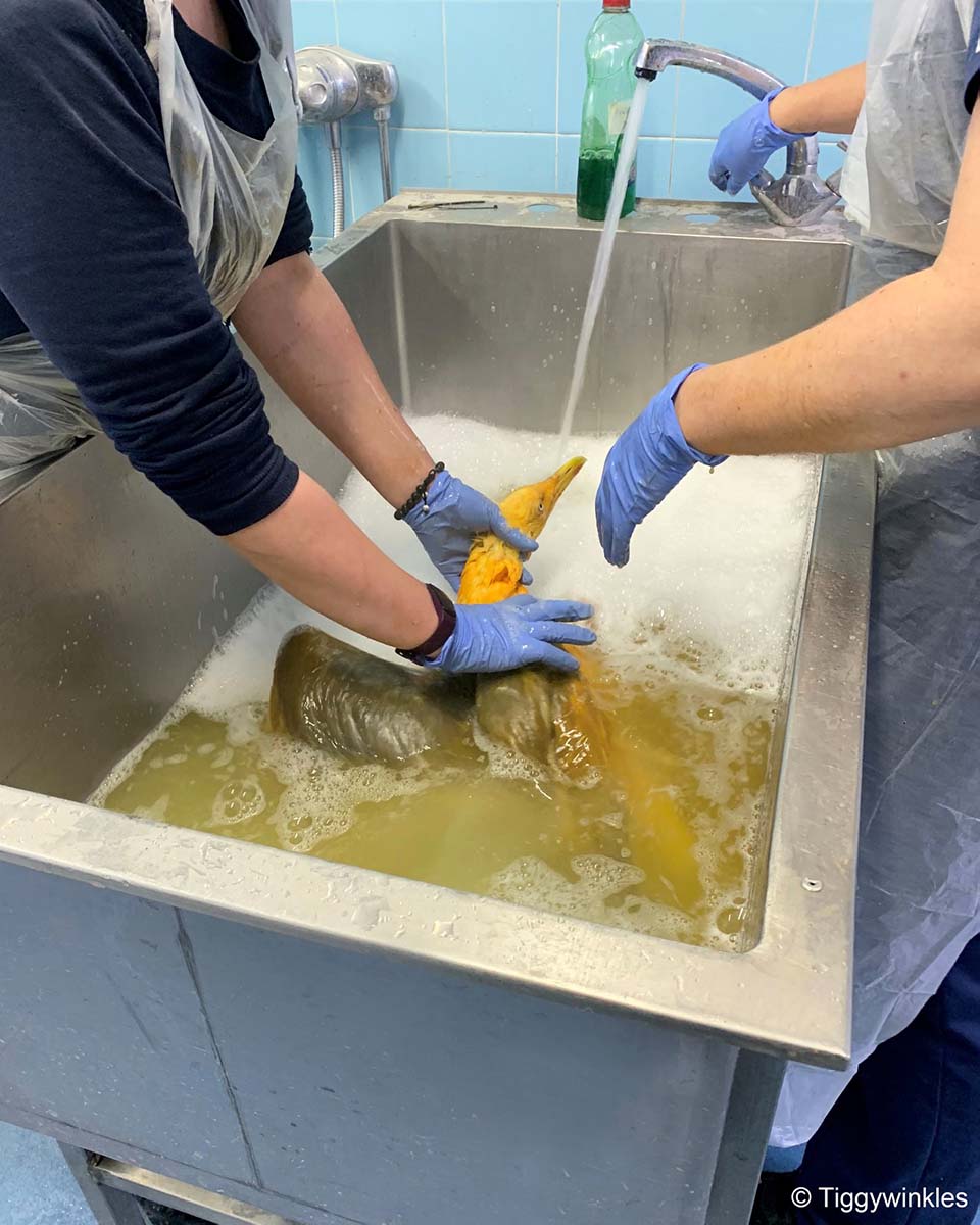 Personas se llevaron una gran sorpresa al descubrir la verdad sobre una "ave exótica" rescatada 3 Personas bañan a gaviota cubierta de curry