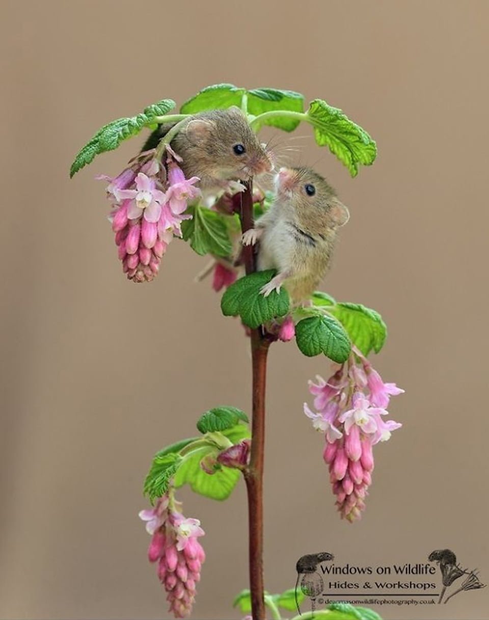 Adorables fotos de ratones espigueros se han robado el corazón de todos 8 Ratón fotografiado