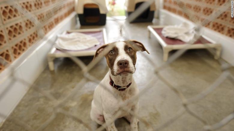 Reclusos reconfortan perros asustados en los refugios