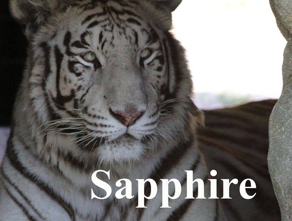 Tigresa blanca rescatada lleva sus juguetes favoritos a todas partes 9 Sapphire es un tigre blanco