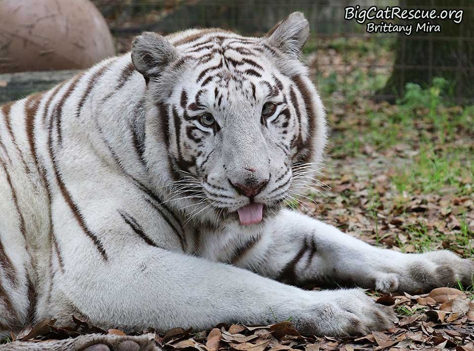 Tigresa blanca rescatada lleva sus juguetes favoritos a todas partes 7 Sapphire