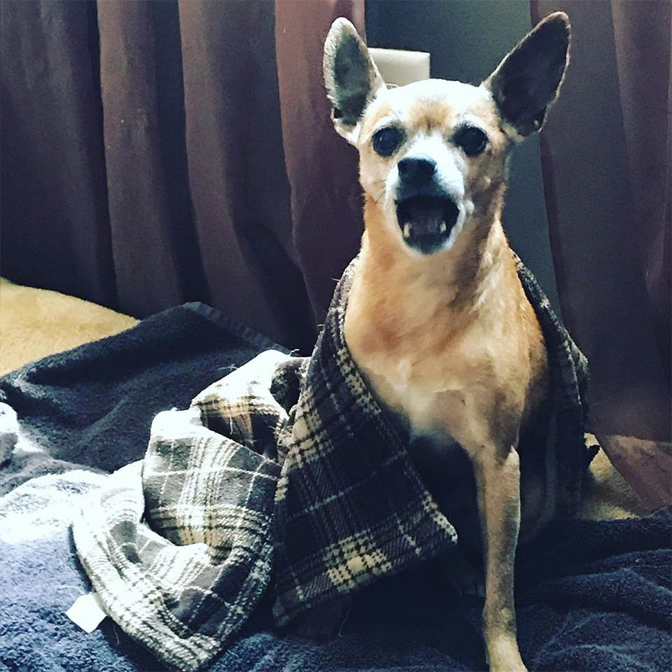 Perro viejo abandonado después de la muerte de su dueño se arropa a sí mismo en el refugio 9 Scooter en casa
