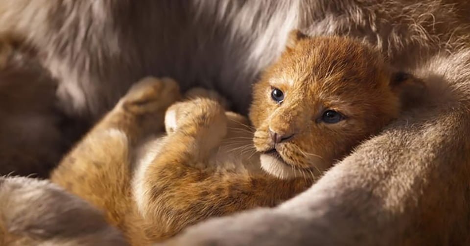 Este es el adorable cachorro de león usado como modelo de Simba para el remake de El Rey León 12 Simba en brazos de su madre