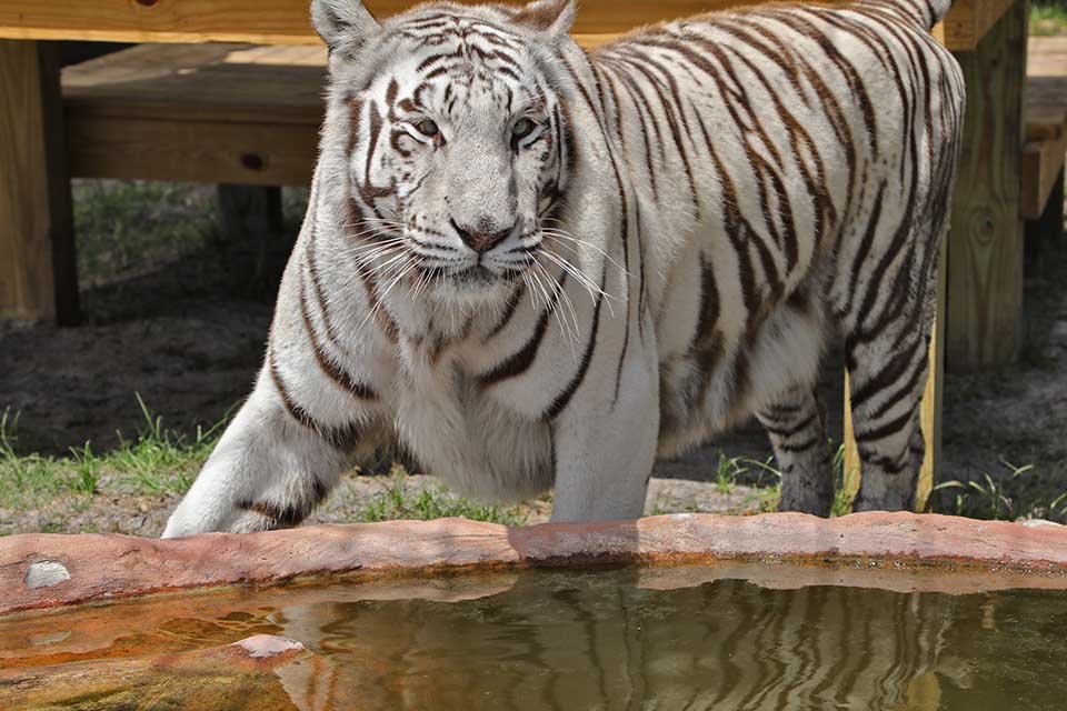 Tigresa blanca rescatada lleva sus juguetes favoritos a todas partes 11 Tigre blanco