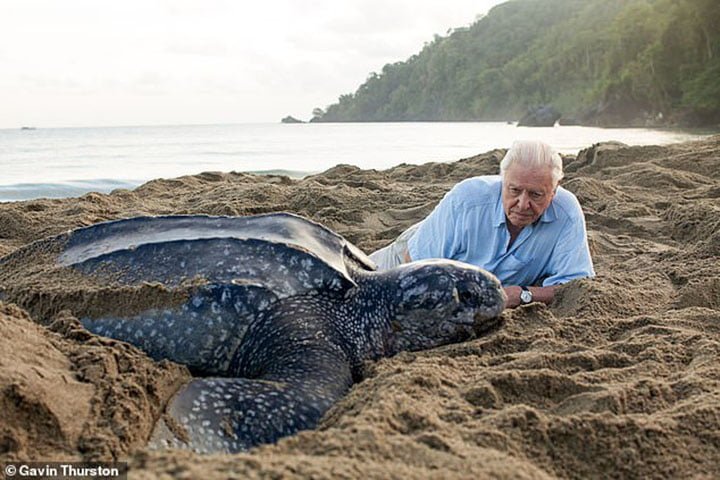Tortuga laúd en una playa de Trinidad