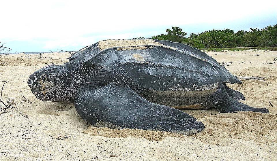 Tortuga laúd Tortuga laúd