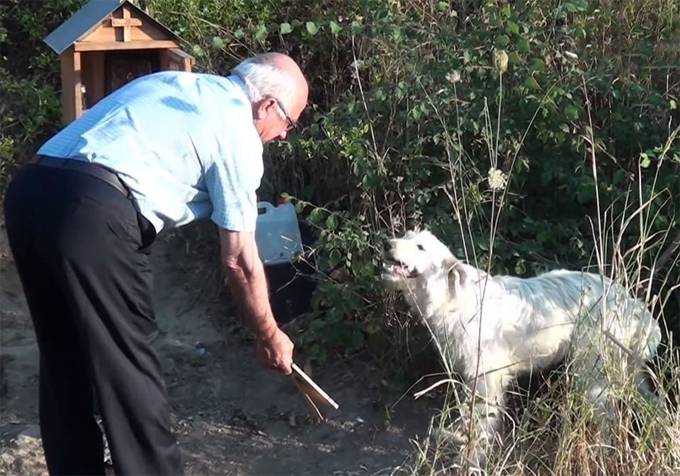 Vecino alimenta a perro fiel