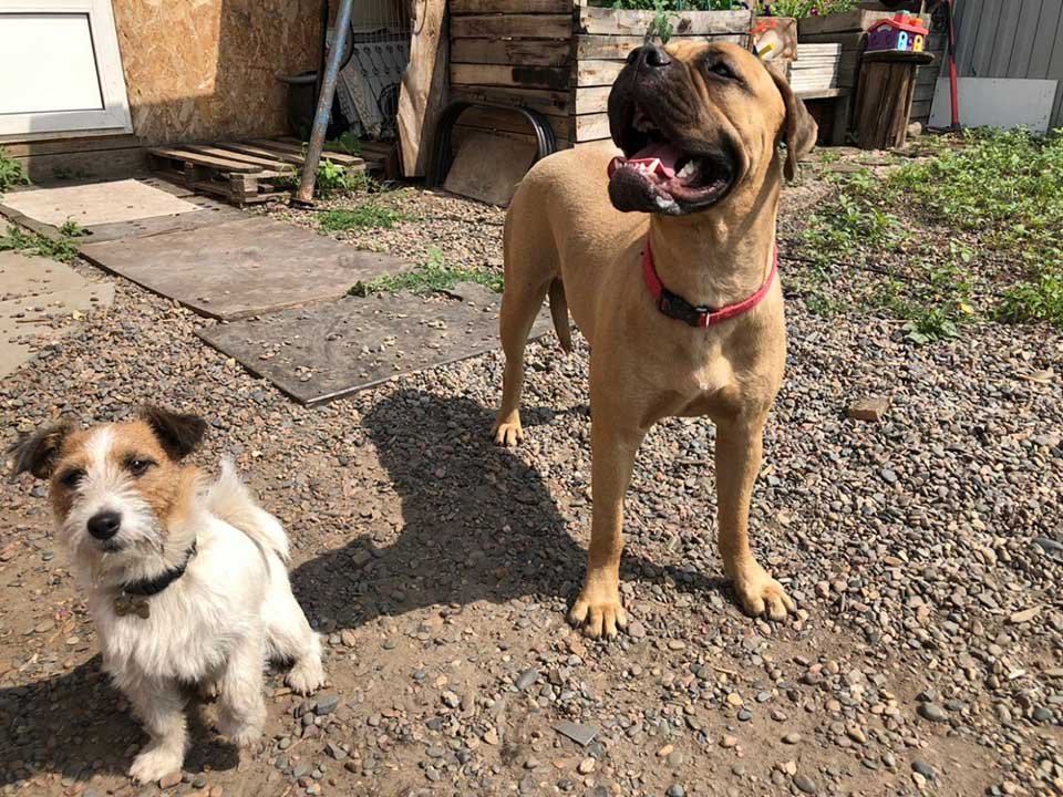 Perrita caminó más de 200 km con "lágrimas en los ojos" para buscar a quien la abandonó 16 perritos