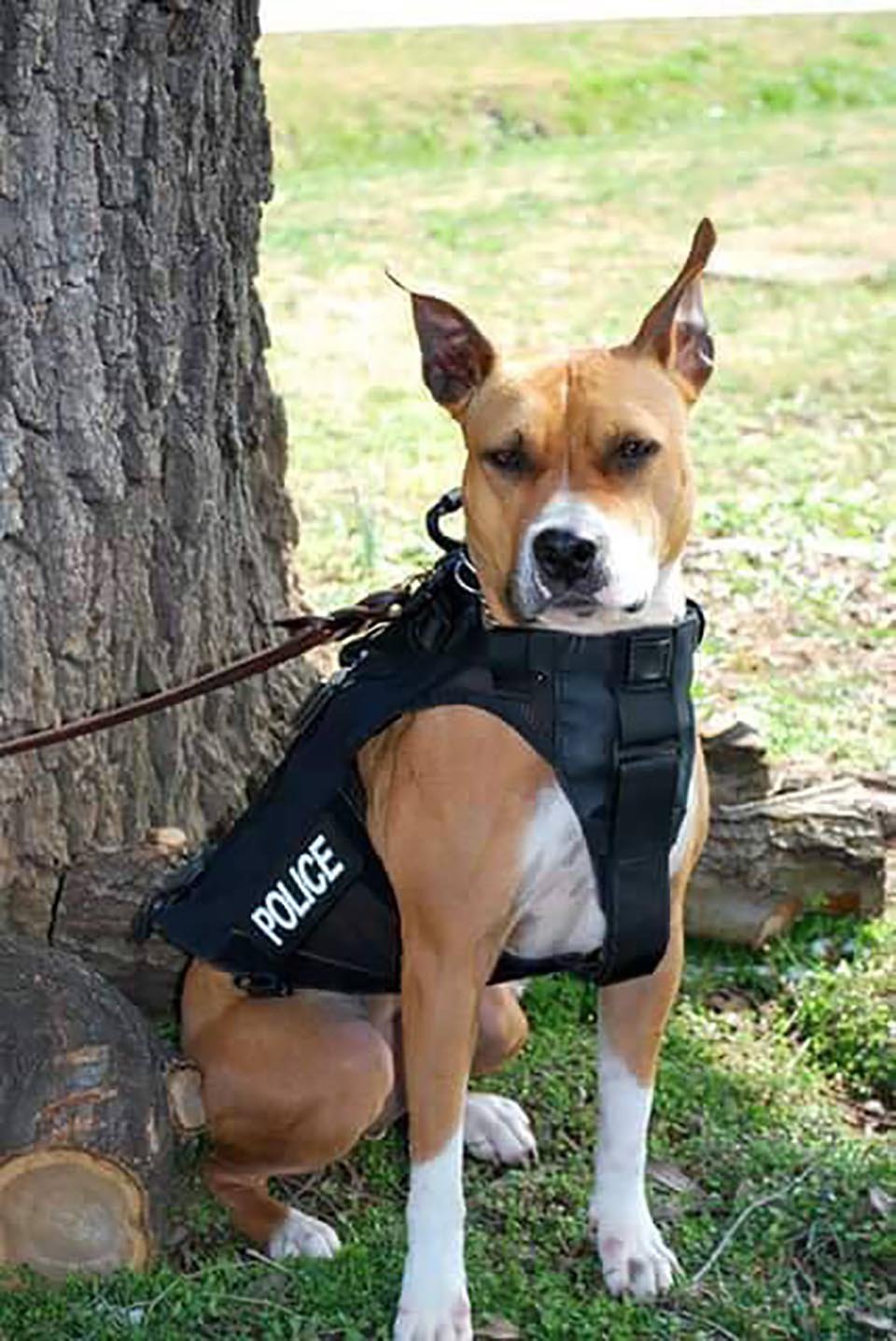 Departamentos de policía convierten a pitbulls de refugios en perros K9 8 perro policía