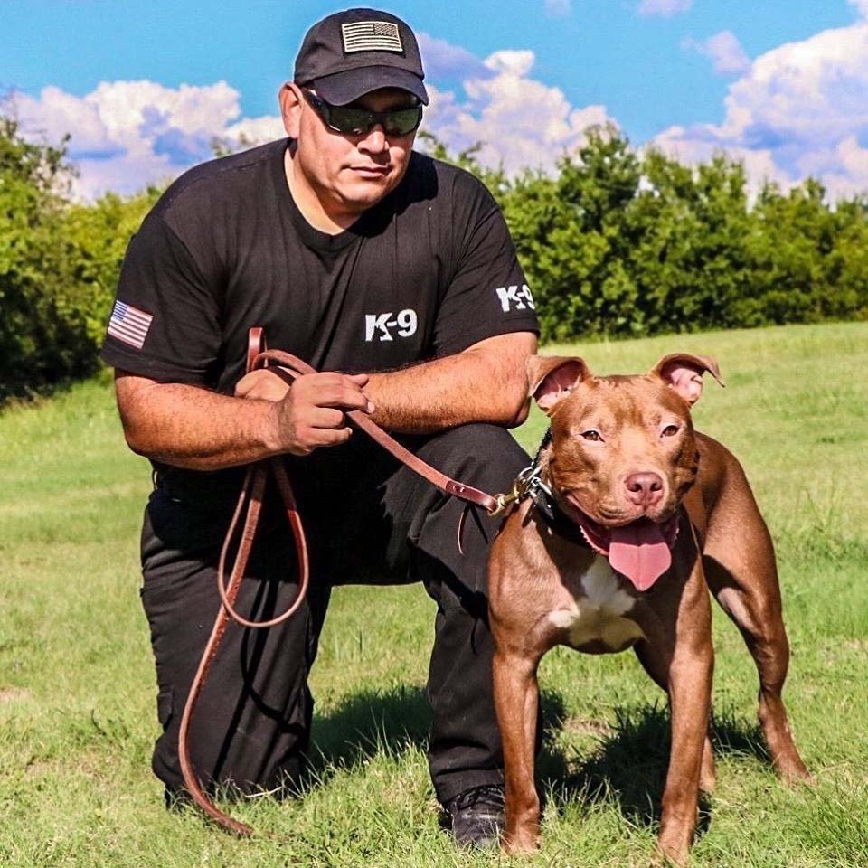 Departamentos de policía convierten a pitbulls de refugios en perros K9 12 perro