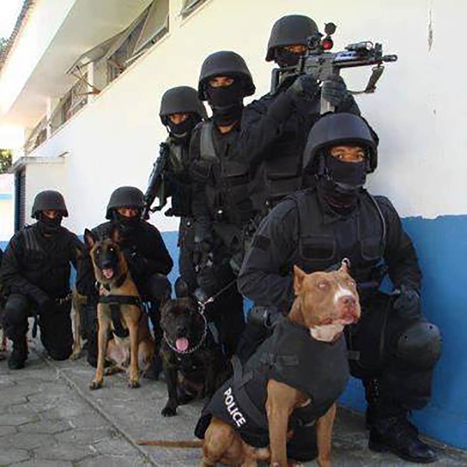 Departamentos de policía convierten a pitbulls de refugios en perros K9 9 perros k9
