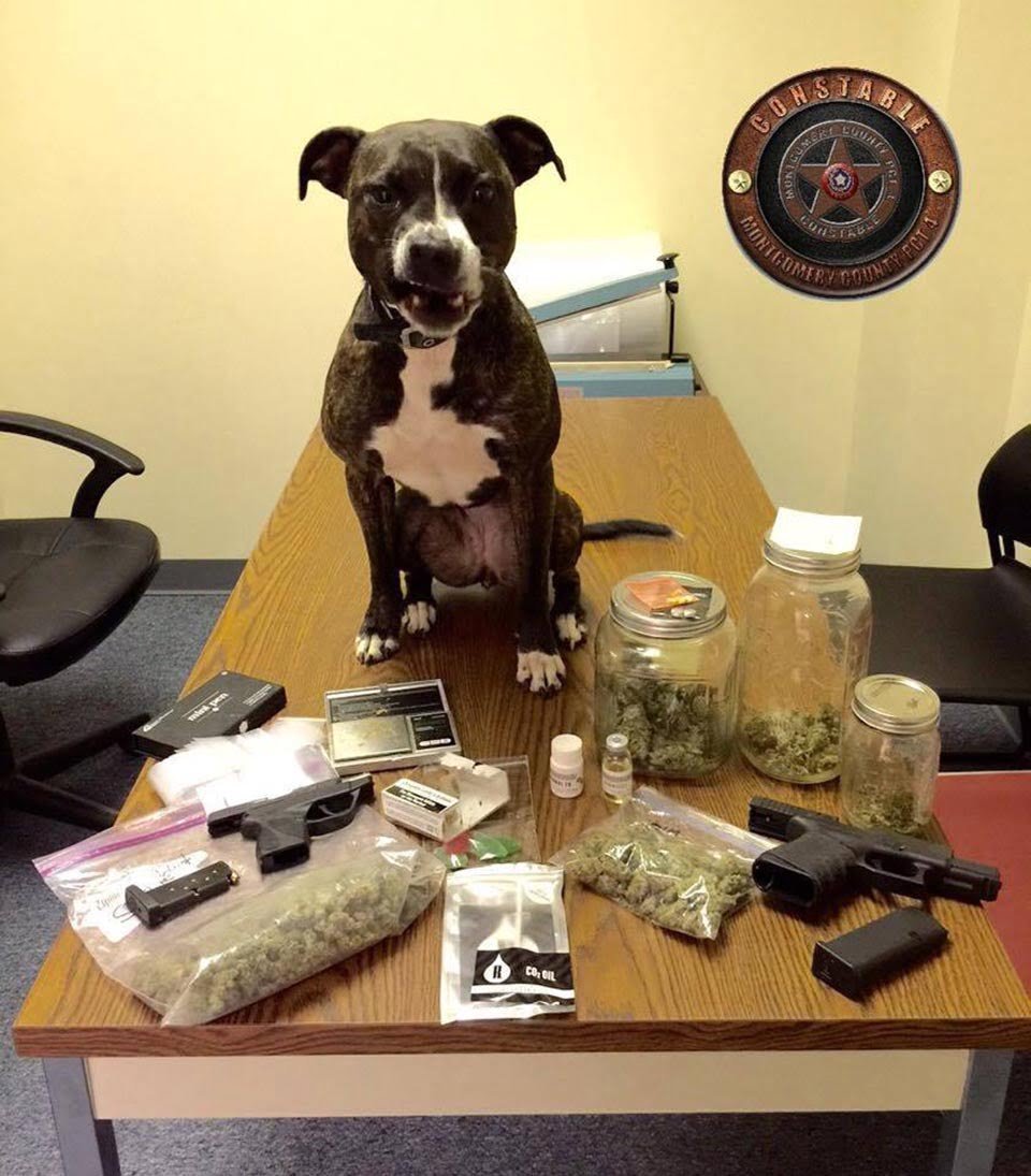 Departamentos de policía convierten a pitbulls de refugios en perros K9 11 pitbull policía