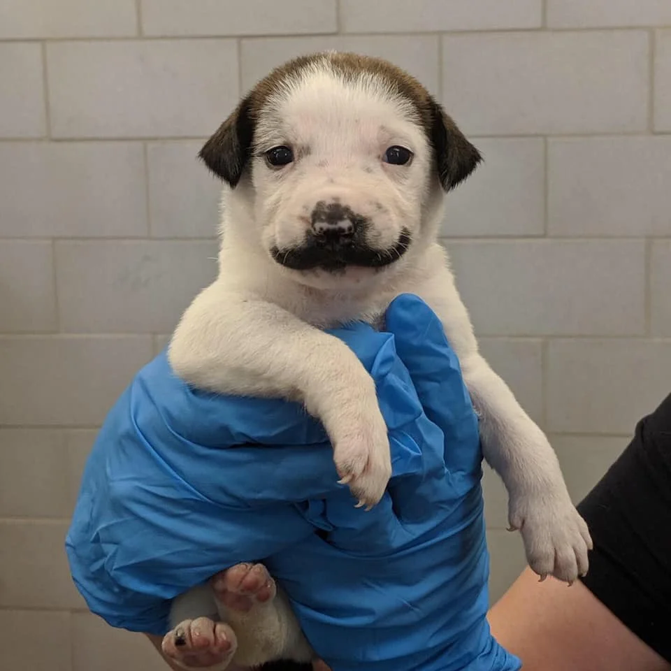 Cachorro con bigote