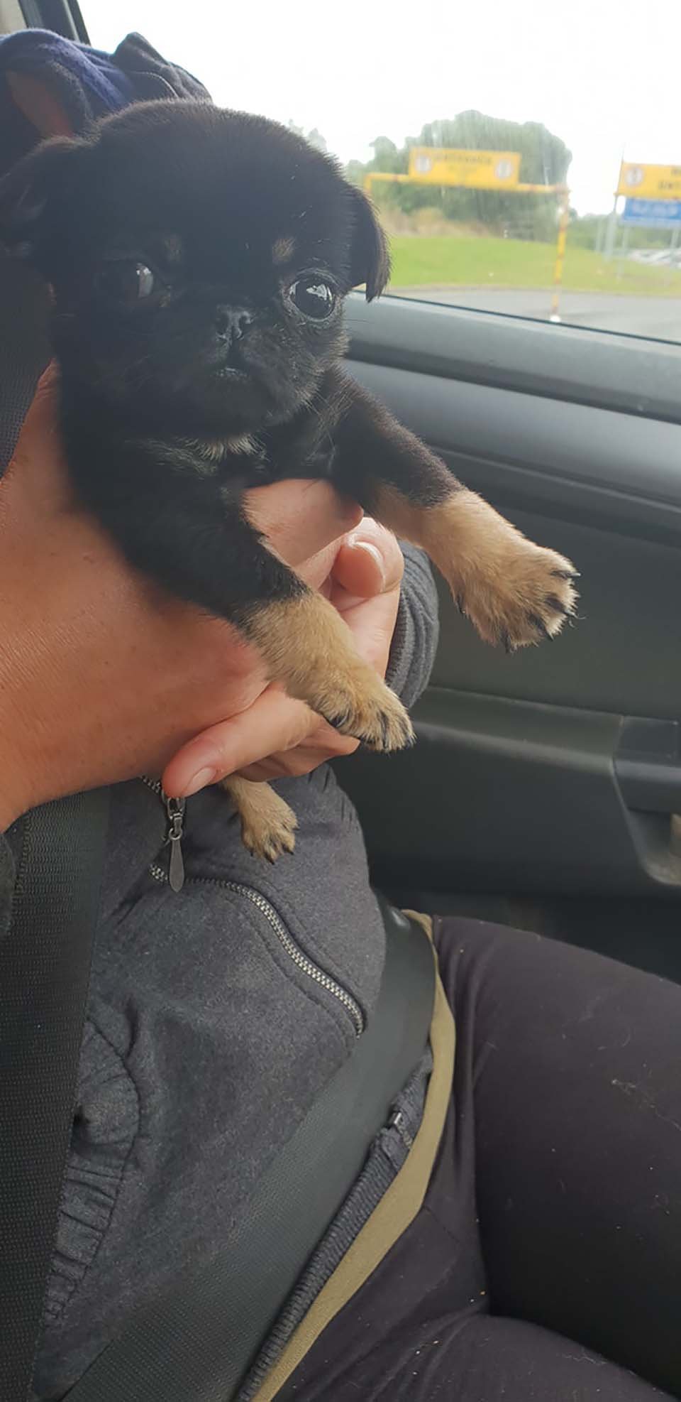 Cachorro en el auto