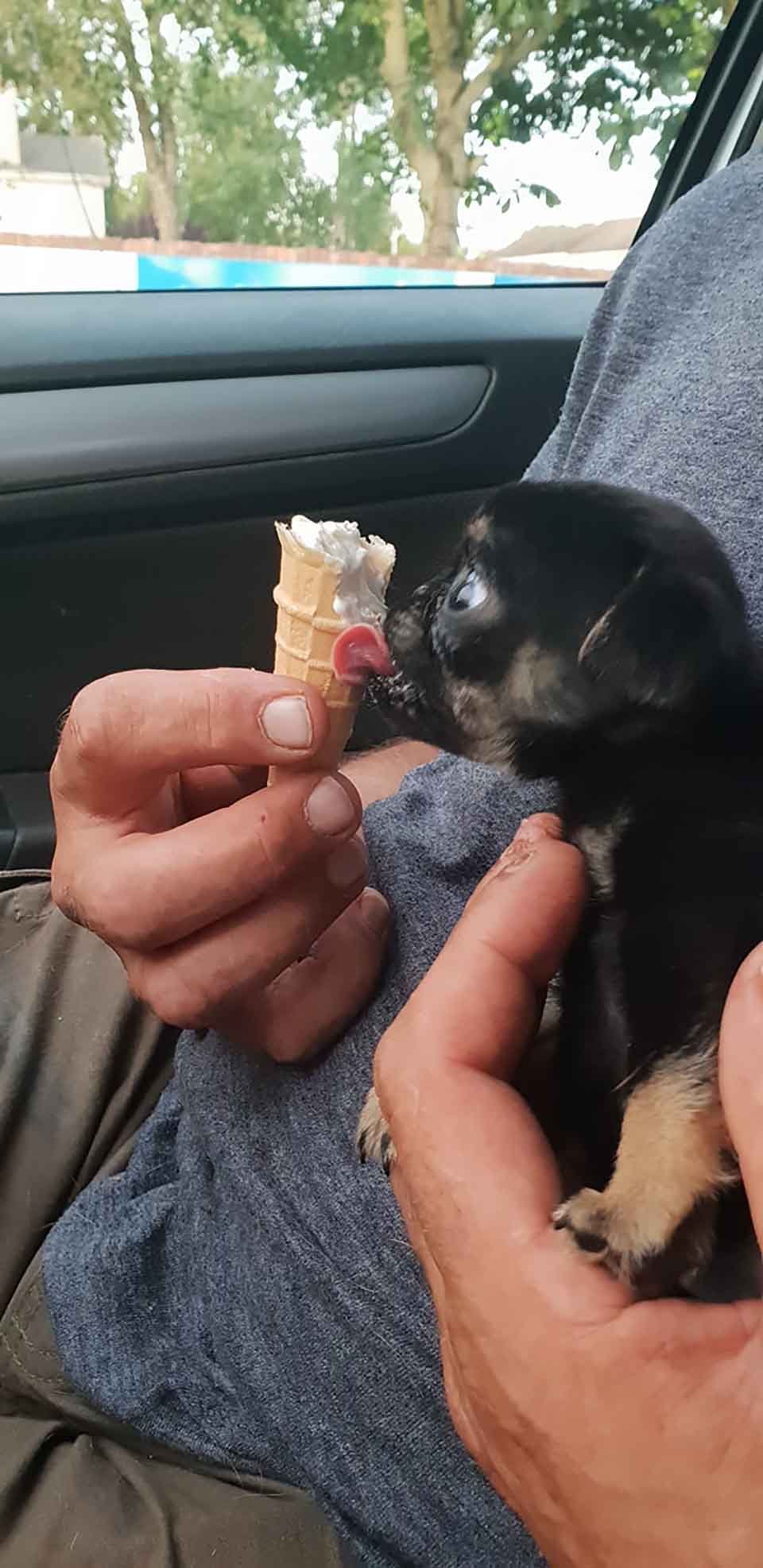 Cachorro lame un helado