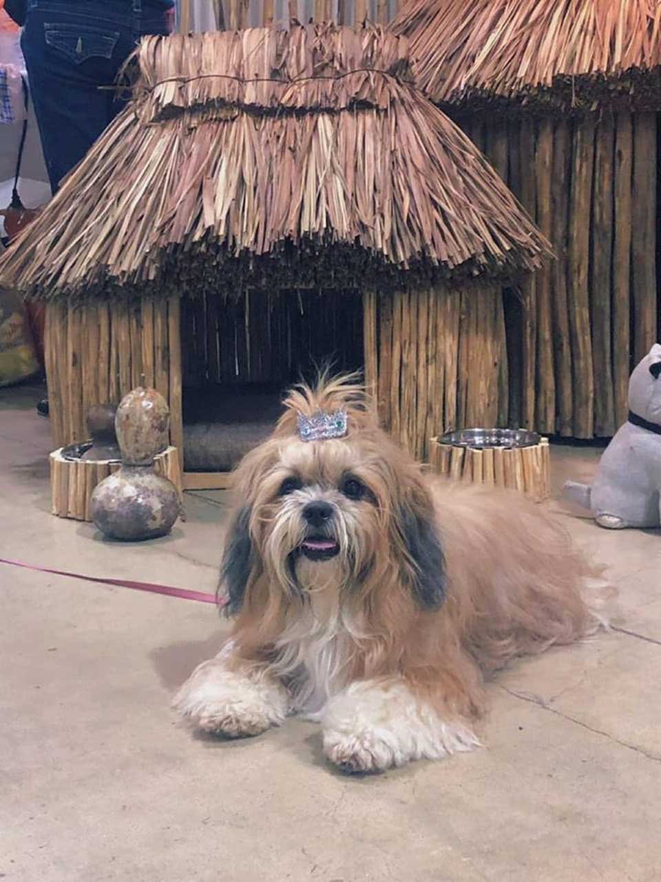 Conoce las increíbles casas mayas para perros y gatos 6 Casa maya para perrito