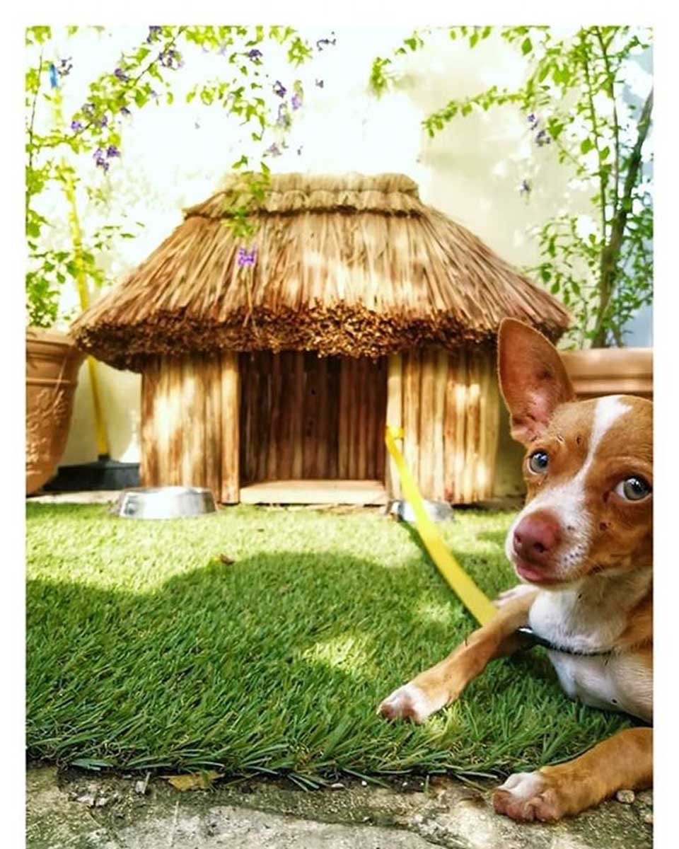 Conoce las increíbles casas mayas para perros y gatos 5 Casa para mascotas