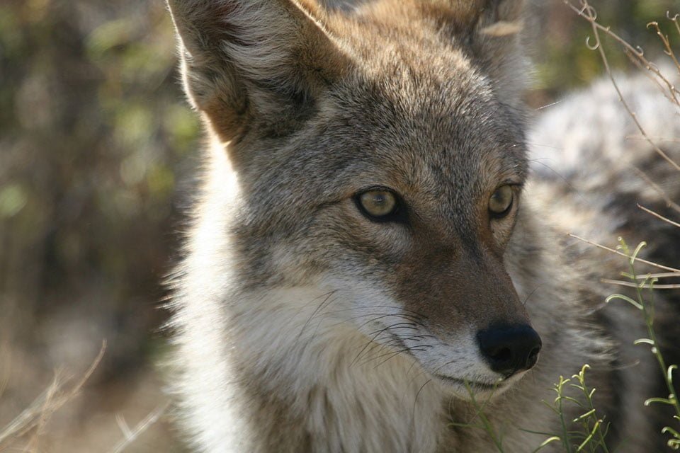 Coyote