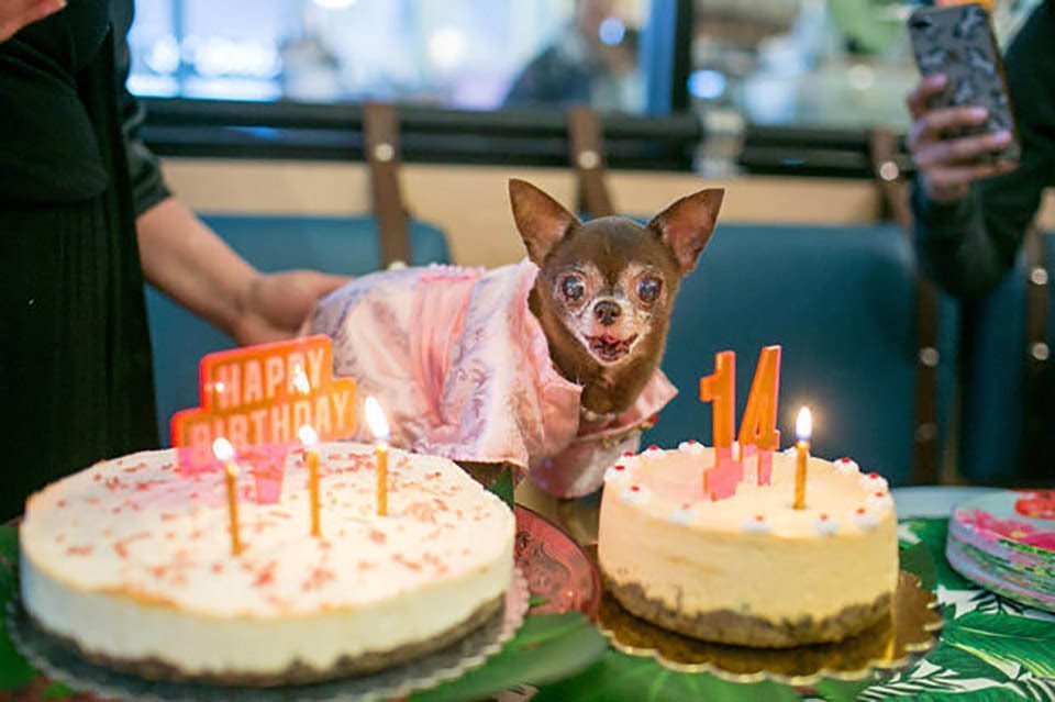 Iniciativa brinda a perros mayores y terminales un hogar para sus últimos días 3 Cumpleaños de perrito adulto