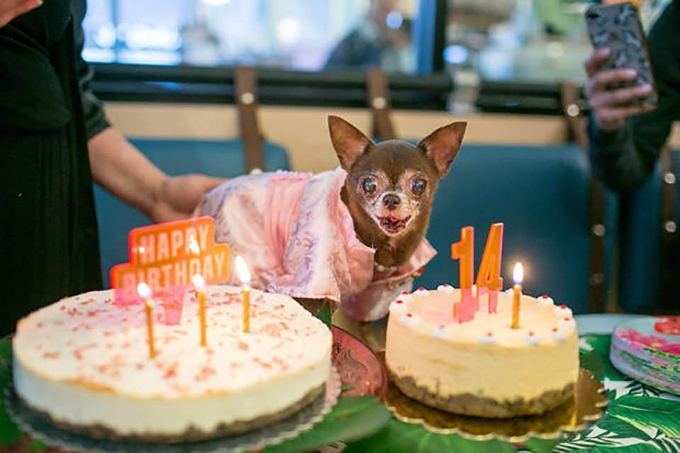 Iniciativa brinda a perros mayores y terminales un hogar para sus últimos días 7 Cumpleaños de perrito adulto