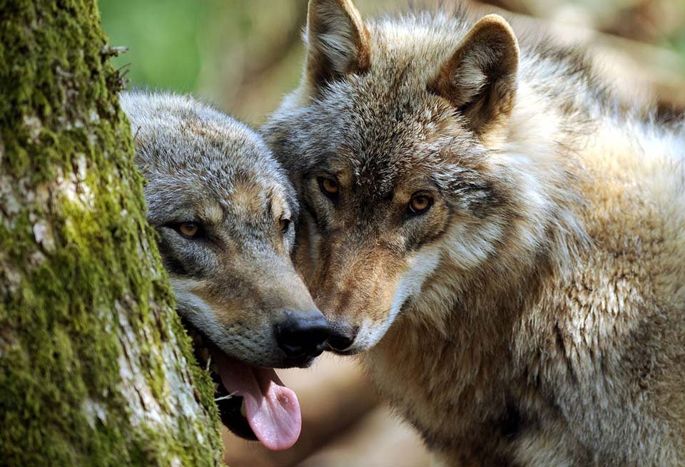 Dos lobos jóvenes